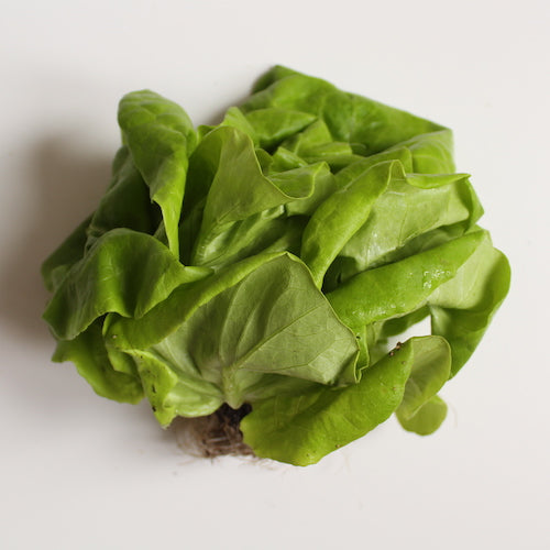 Lettuce - Boston Leaf (Each)